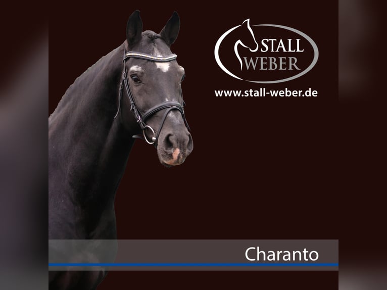 Holstein Stallion Smoky-Black in Dudeldorf