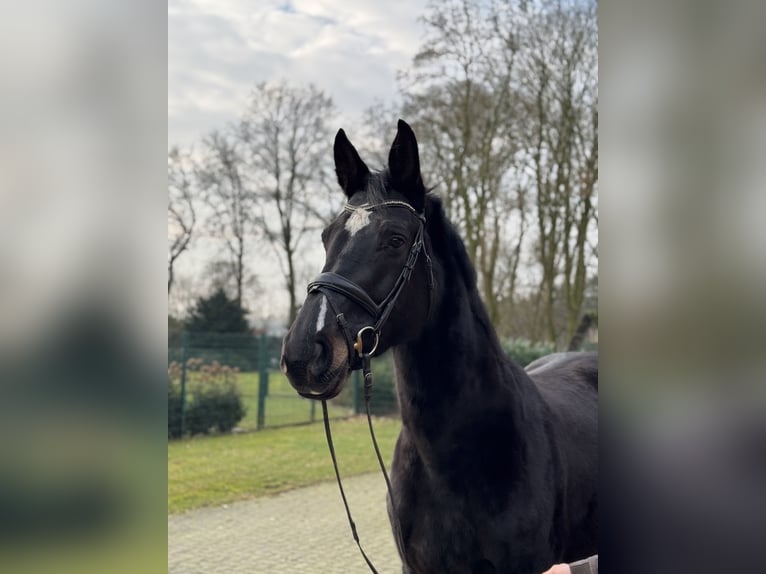 Holstein Stallone 10 Anni 175 cm Baio nero in Steinfeld (Oldenburg)