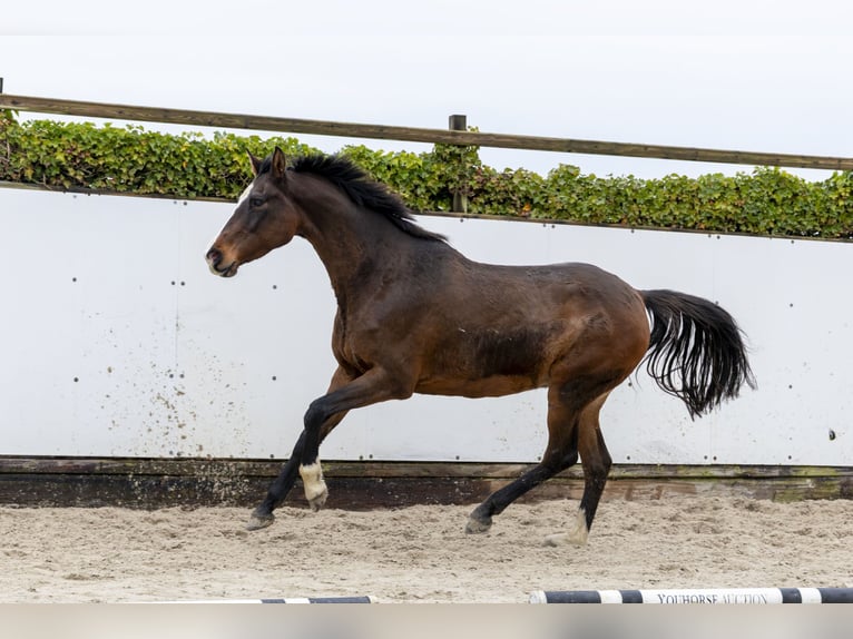 Holstein Stallone 12 Anni 168 cm Baio in Waddinxveen