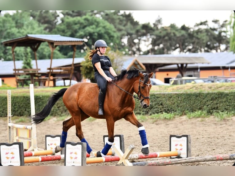 Holstein Stallone 13 Anni 165 cm Baio in Zossen