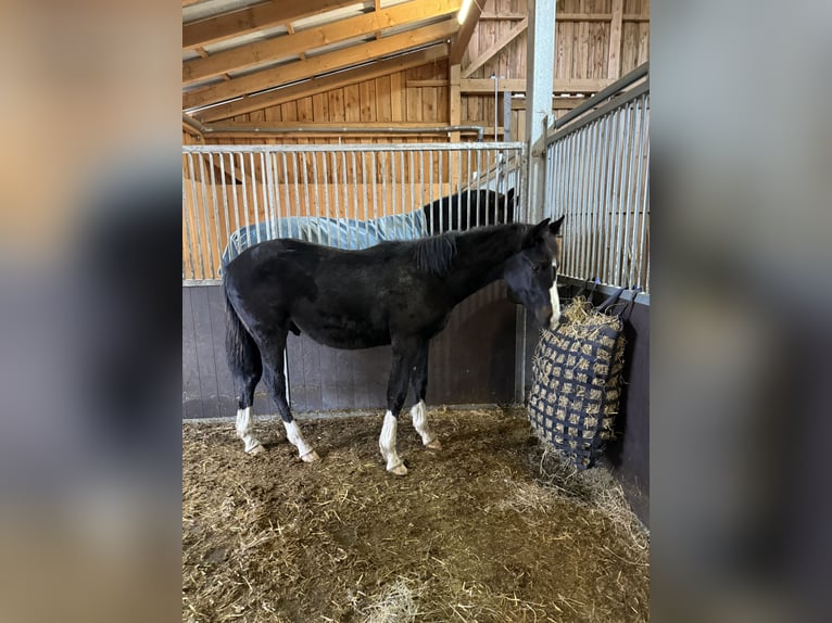 Holstein Stallone 1 Anno 130 cm Baio scuro in Westerstede