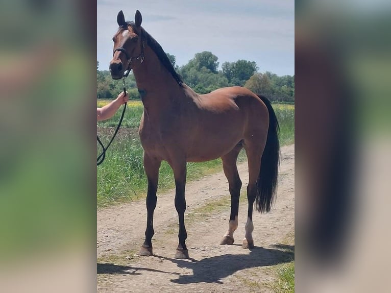 Holstein Stallone 1 Anno 165 cm Baio ciliegia in BirminghamRuščica