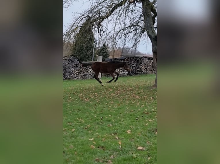 Holstein Stallone 1 Anno 170 cm Baio in Bodenrode