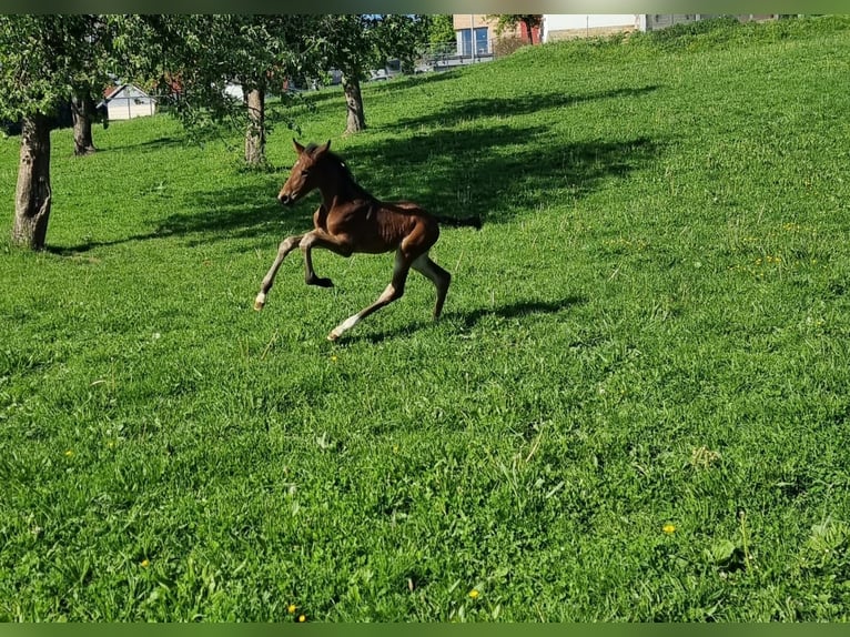 Holstein Stallone 1 Anno 170 cm Baio in Bodenrode
