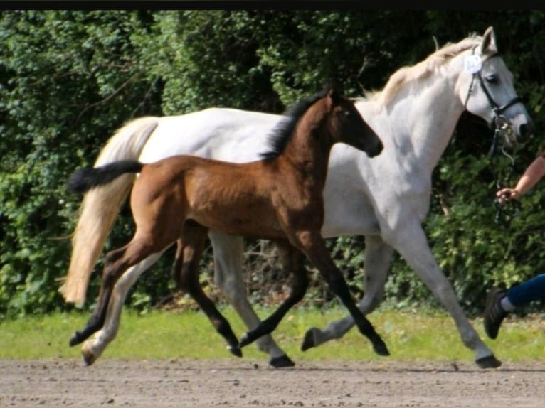 Holstein Stallone 1 Anno 170 cm Grigio in Bovenau