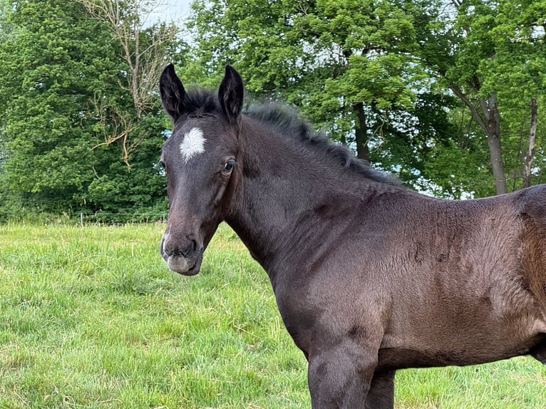 Holstein Stallone 1 Anno 172 cm Grigio in Lüdersburg