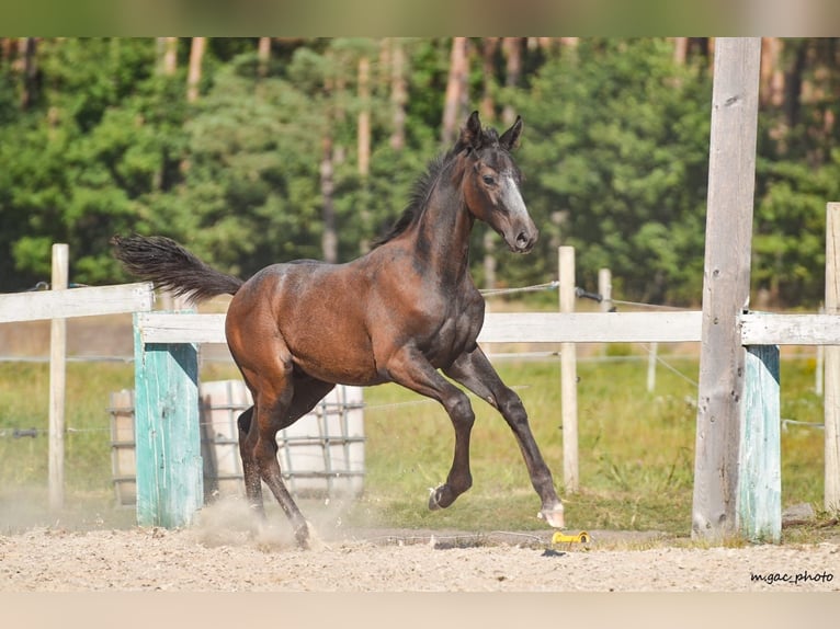 Holstein Stallone 1 Anno 175 cm Grigio pezzato in Bronków