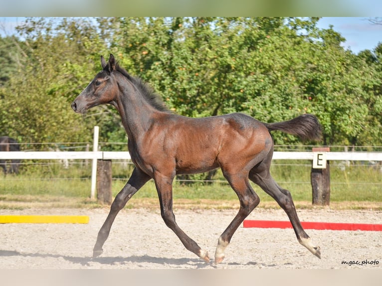 Holstein Stallone 1 Anno 175 cm Grigio pezzato in Bronków