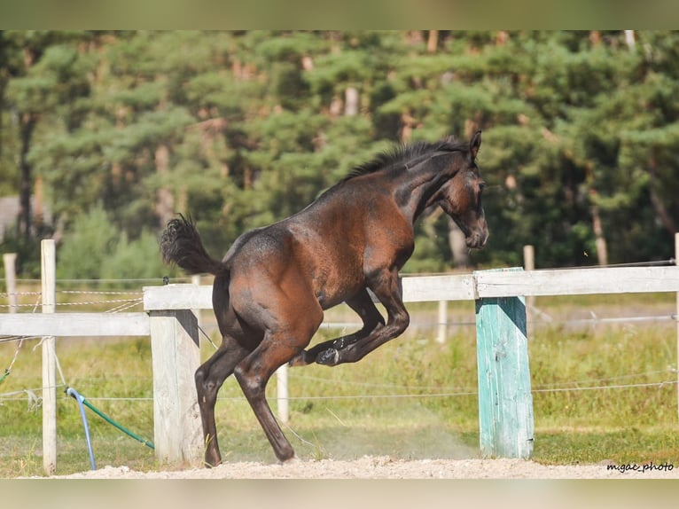 Holstein Stallone 1 Anno 175 cm Grigio pezzato in Bronków
