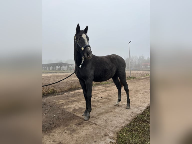 Holstein Stallone 1 Anno 175 cm Può diventare grigio in Bronków