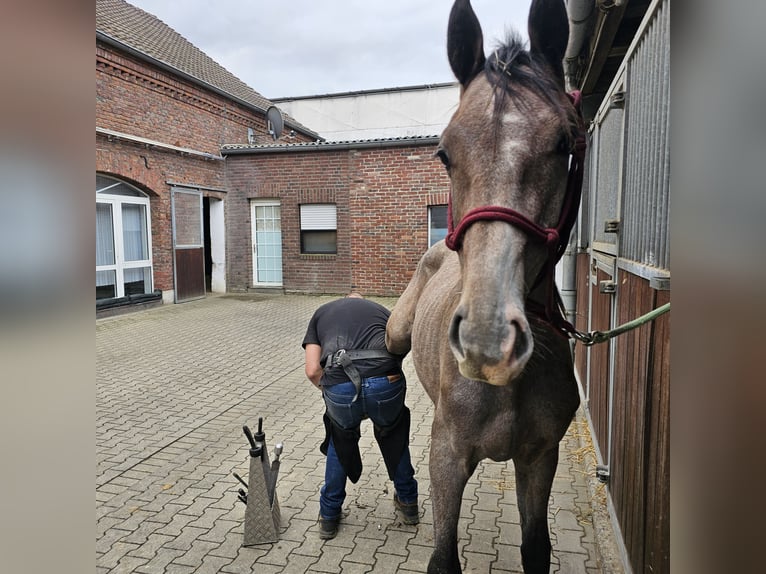 Holstein Stallone 1 Anno Grigio in Nettetal