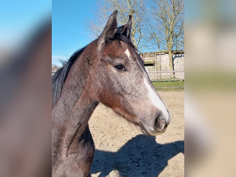 Holstein Stallone 1 Anno Grigio in Koewacht