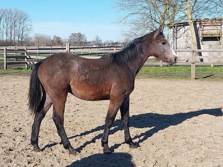 Holstein Stallone 1 Anno Grigio in Koewacht