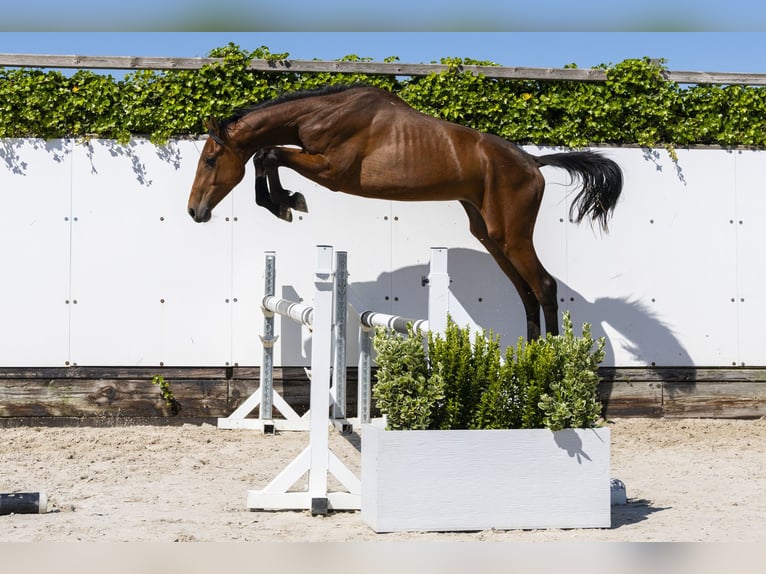 Holstein Stallone 2 Anni 156 cm in Waddinxveen