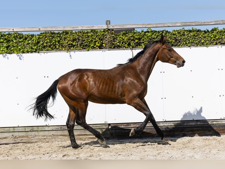 Holstein Stallone 2 Anni 162 cm Baio in Waddinxveen