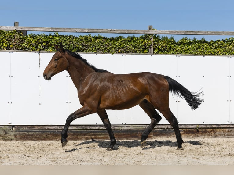 Holstein Stallone 2 Anni 162 cm Baio in Waddinxveen
