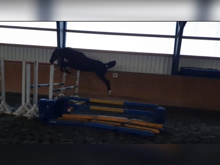 Holstein Stallone 2 Anni 162 cm Baio nero in Kaiser-Willhelm-Koog