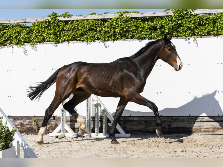 Holstein Stallone 2 Anni 164 cm Baio scuro in Waddinxveen