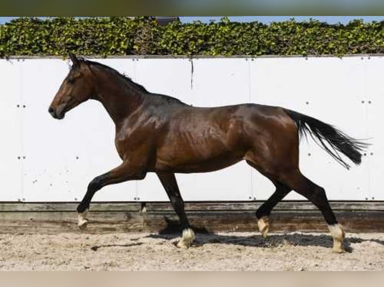 Holstein Stallone 2 Anni 165 cm Baio in Waddinxveen