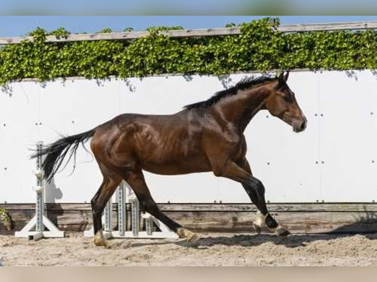Holstein Stallone 2 Anni 165 cm Baio in Waddinxveen
