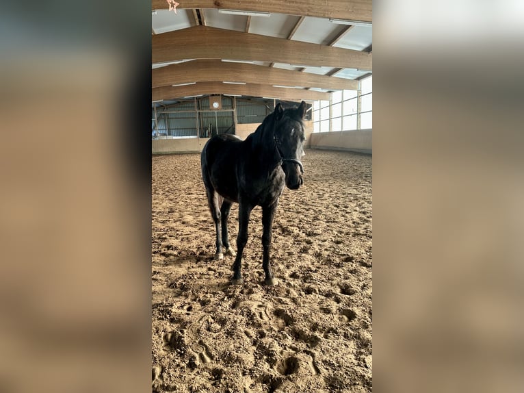 Holstein Stallone 2 Anni 165 cm Baio nero in Hamburg
