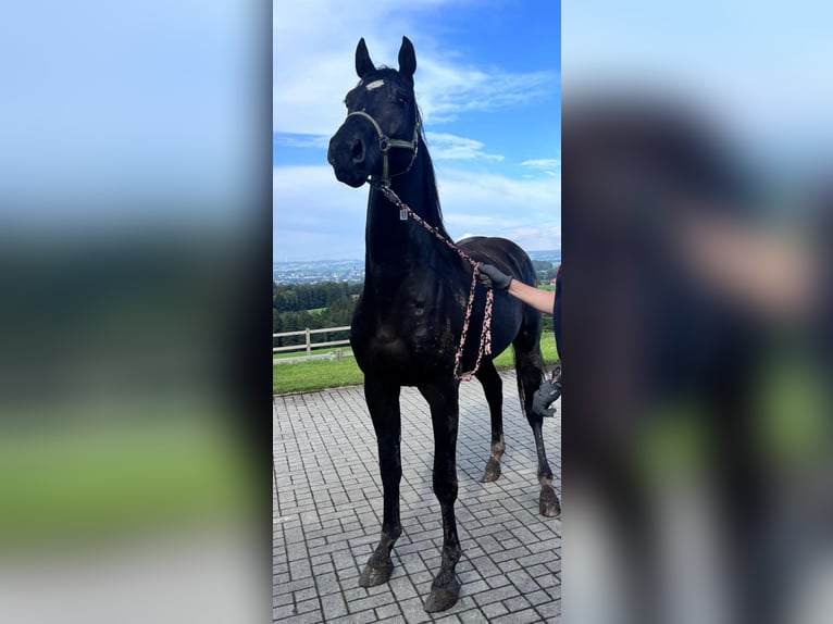 Holstein Stallone 2 Anni 165 cm Baio nero in Hamburg Osdorf