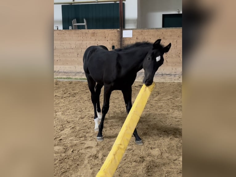 Holstein Stallone 2 Anni 165 cm Baio nero in Hamburg Osdorf