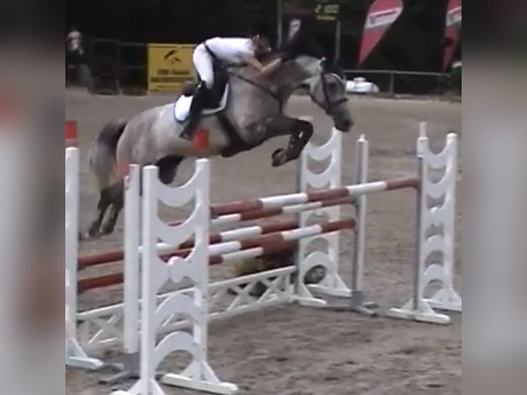 Holstein Stallone 2 Anni 165 cm Grigio in Bargenstedt