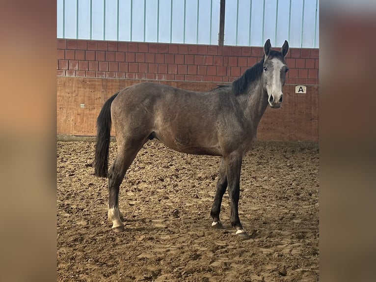Holstein Stallone 2 Anni 165 cm Grigio in Bargenstedt