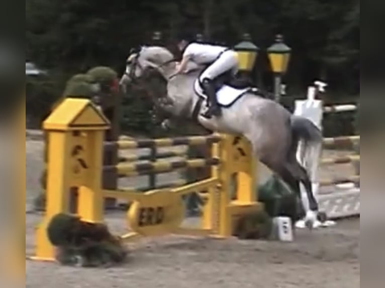 Holstein Stallone 2 Anni 165 cm Grigio in Bargenstedt