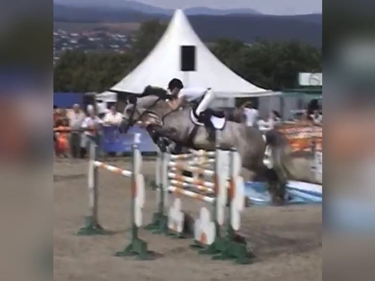 Holstein Stallone 2 Anni 165 cm Grigio in Bargenstedt