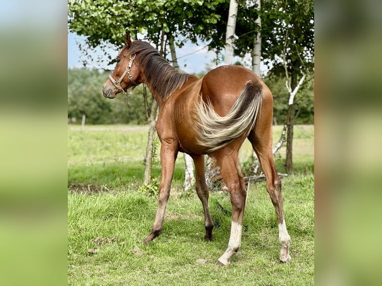 Holstein Stallone 2 Anni 168 cm Baio in Świekatowo