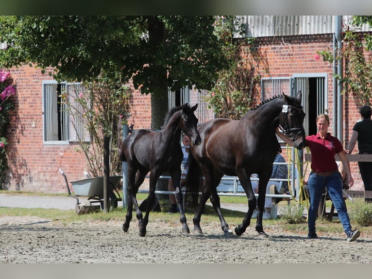 Holstein Stallone 2 Anni 170 cm Grigio in Averlak