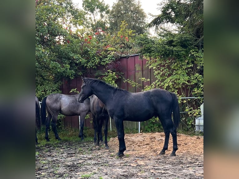 Holstein Stallone 2 Anni 170 cm Grigio in Averlak