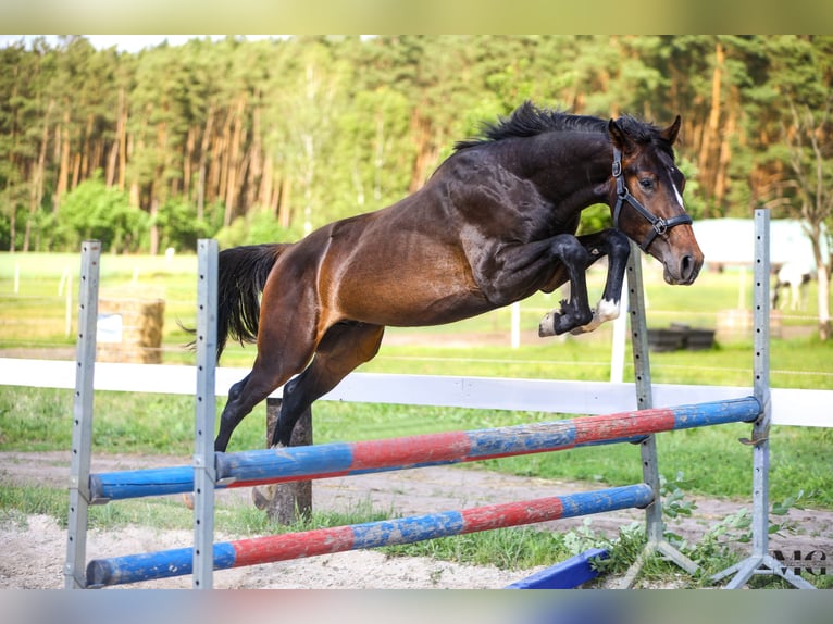 Holstein Stallone 2 Anni 175 cm Baio nero in Bobrowice