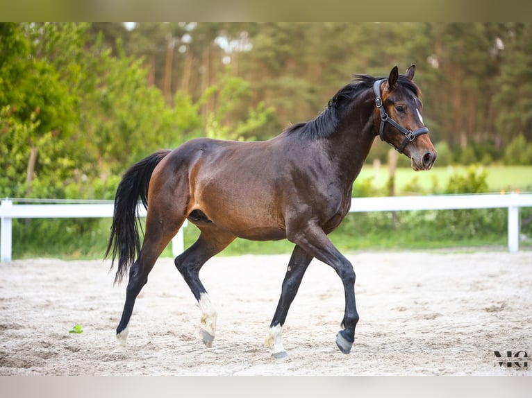 Holstein Stallone 2 Anni 175 cm Baio nero in Bobrowice