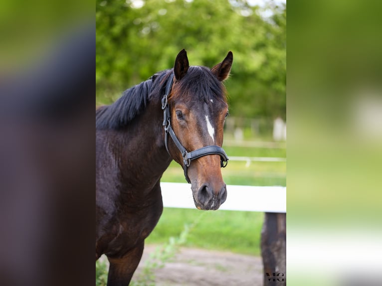 Holstein Stallone 2 Anni 175 cm Baio nero in Bobrowice