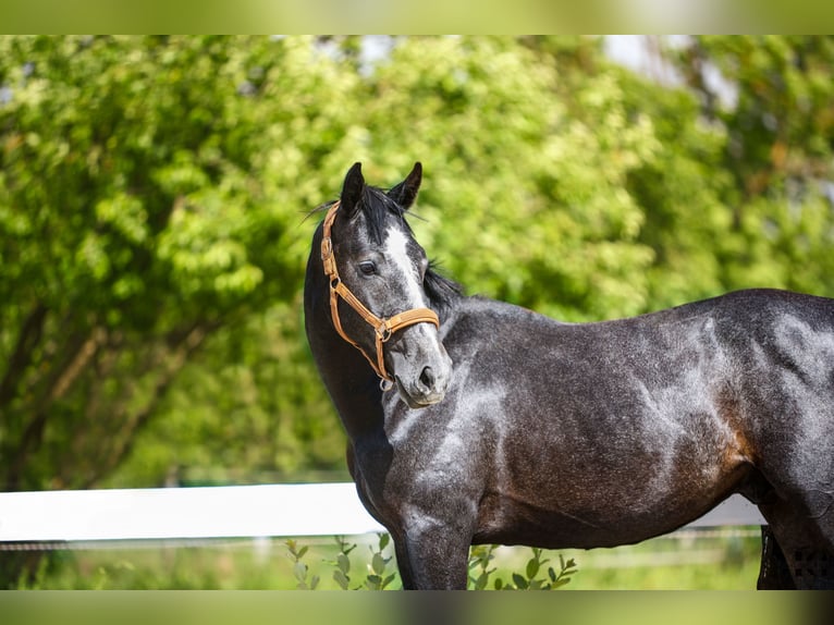 Holstein Stallone 2 Anni 175 cm Grigio pezzato in Bobrowice