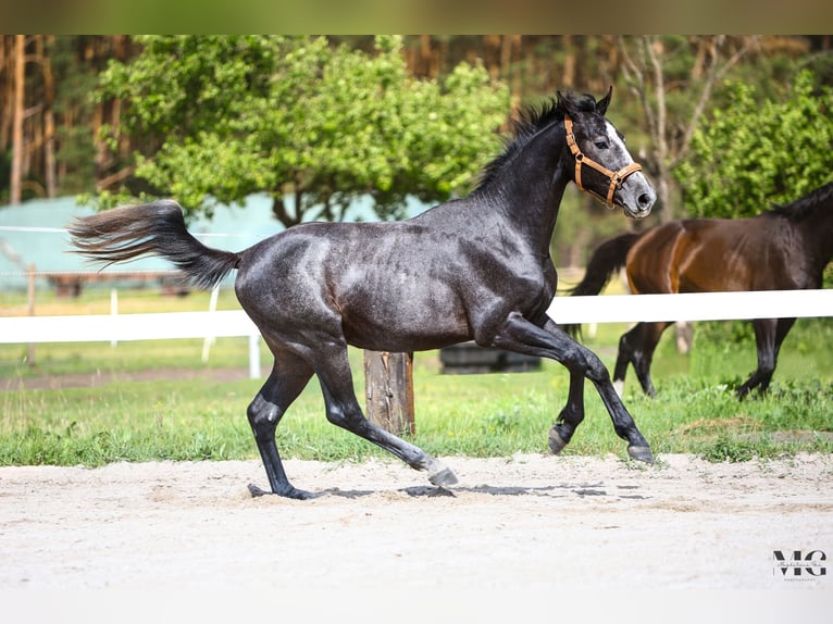 Holstein Stallone 2 Anni 175 cm Grigio pezzato in Bobrowice