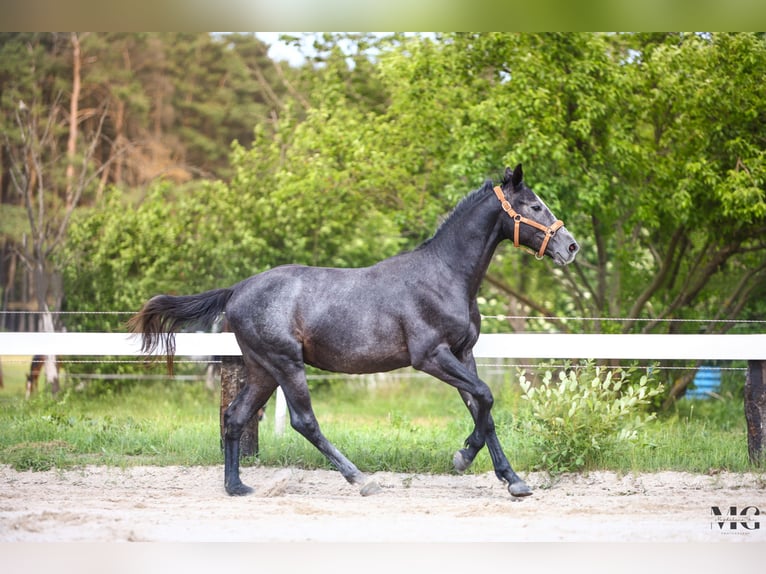Holstein Stallone 2 Anni 175 cm Grigio pezzato in Bobrowice
