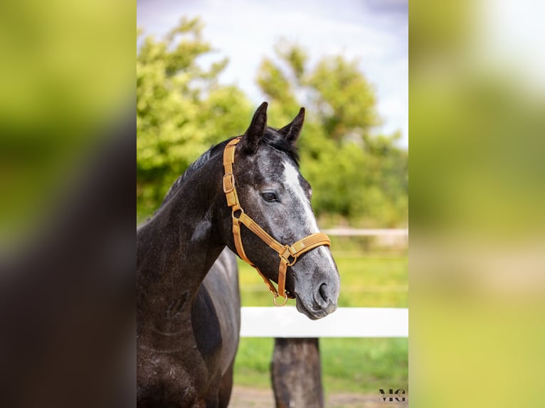 Holstein Stallone 2 Anni 175 cm Grigio pezzato in Bobrowice
