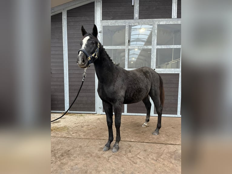Holstein Stallone 2 Anni 175 cm Può diventare grigio in Bronków