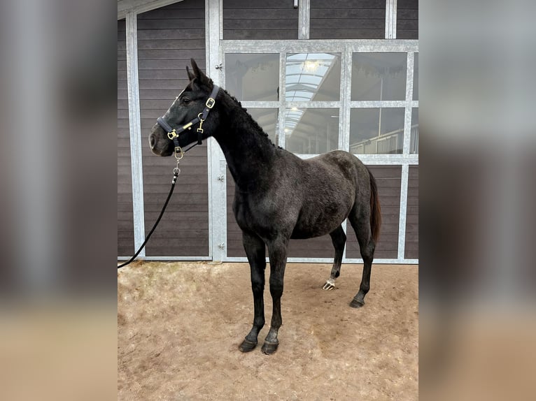 Holstein Stallone 2 Anni 175 cm Può diventare grigio in Bronków