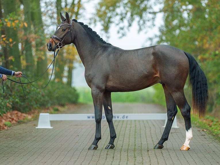 Holstein Stallone 2 Anni Baio in Rostock