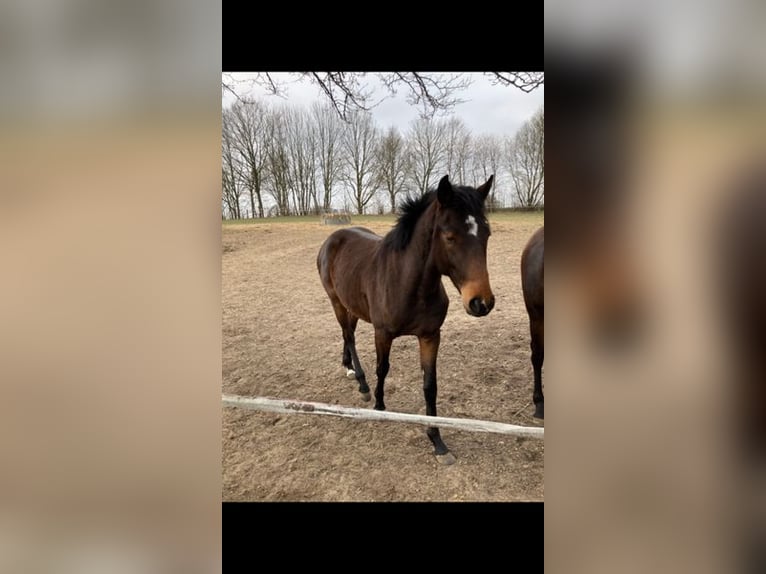 Holstein Stallone 2 Anni Baio in Windeby