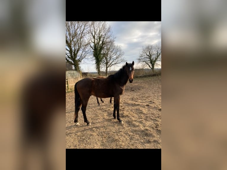 Holstein Stallone 2 Anni Baio in Windeby