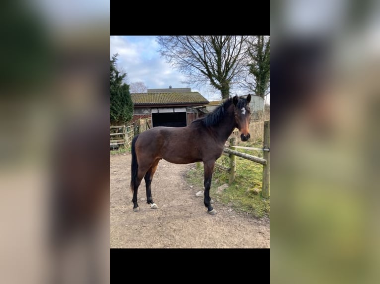 Holstein Stallone 2 Anni Baio in Windeby