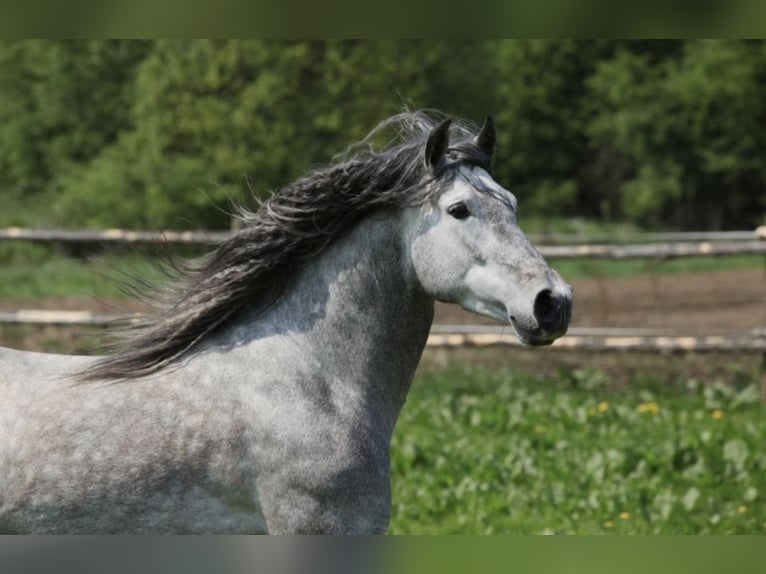 Holstein Mix Stallone 3 Anni 150 cm Grigio pezzato in Bad Ragaz
