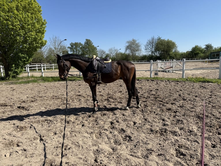 Holstein Stallone 3 Anni 166 cm Baio in Pinneberg