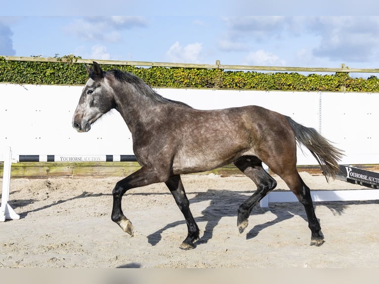 Holstein Stallone 3 Anni 167 cm Grigio in Waddinxveen